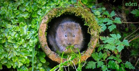 How to Get Rid of Voles In Your Yard | Eden Lawn Care and Snow Removal