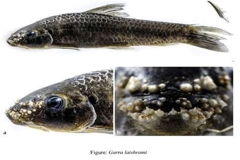 Researchers find new freshwater edible fish species from Kolab river