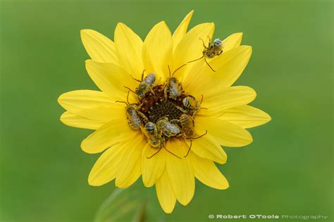 Meet Your Neighbor: The Native Long-horned Bee — Close-up Photography