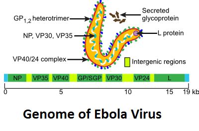 Structure of Ebola Virus