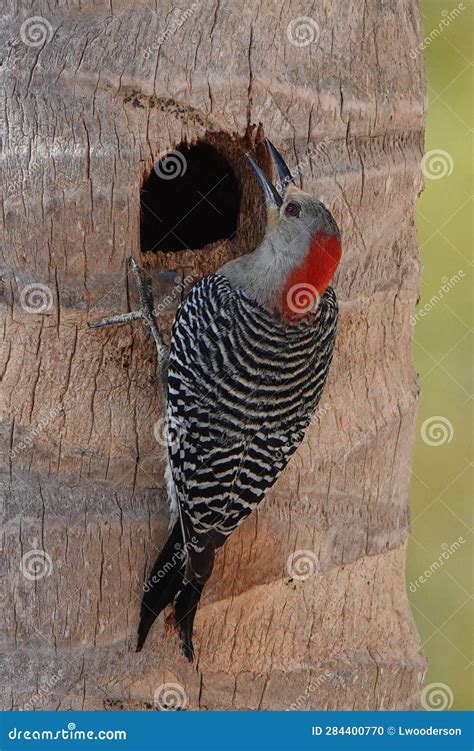 Female Red Bellied Woodpecker Outside of Nest Stock Photo - Image of ...