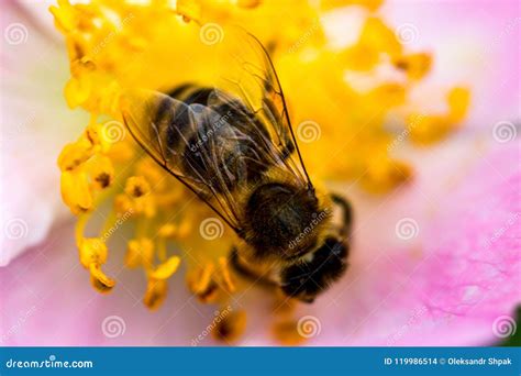 Honey Bee Collecting Pollen on Pink Rose Flower Close Up Stock Photo ...