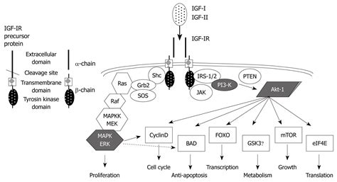 A candidate targeting molecule of insulin-like growth factor-I receptor ...