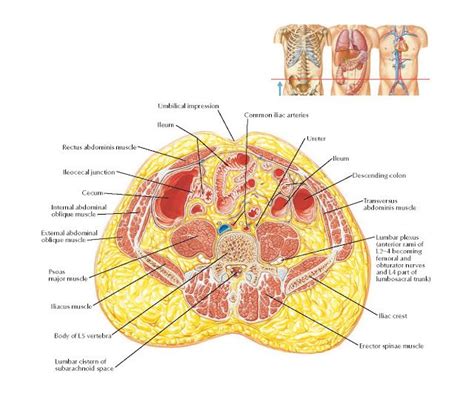 Transverse Section of Abdomen: Level of L5, Near Transtubercular Plane ...