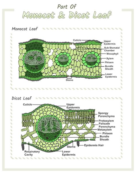 Premium Vector | Internal structures of monocot and dicot leaf