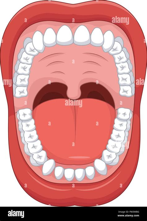 Parts of Human mouth. Open mouth and white healthy tooth Stock Vector ...