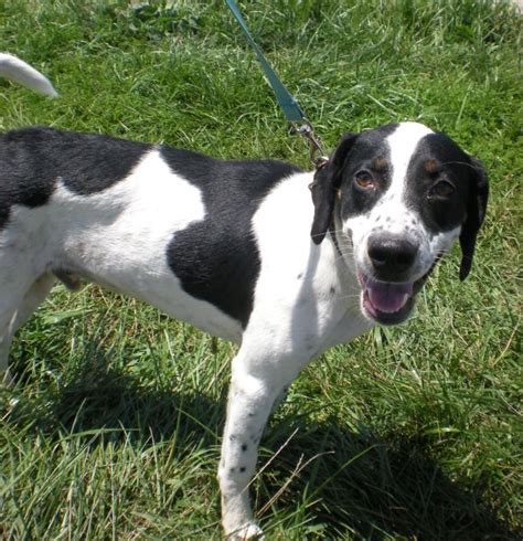 CMHS Animals Needing Foster Care: Terrance- 10 month old Pointer mix