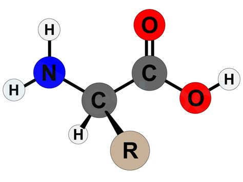 [Solved] Amino acids are the building blocks of: