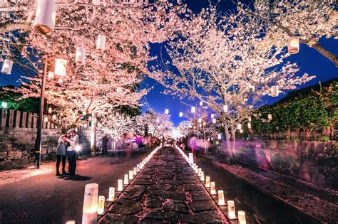 This Beautiful Cherry Blossom Festival Will Light Up Your Life ...