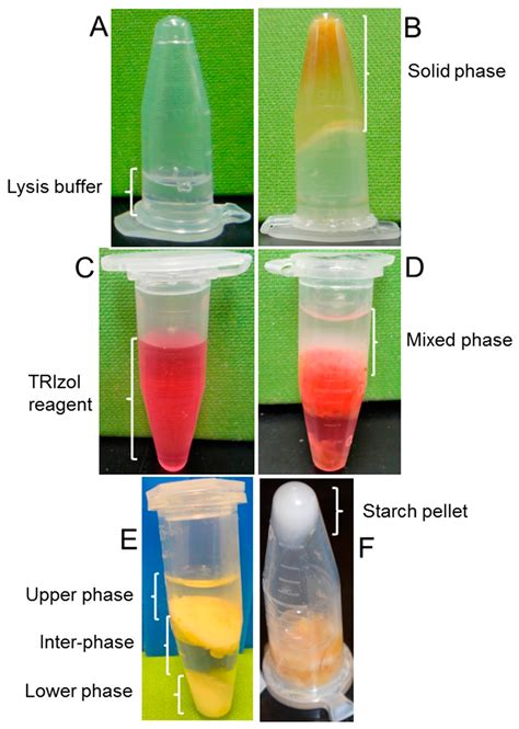 Lysis Buffer Recipe For Rna Extraction | Besto Blog