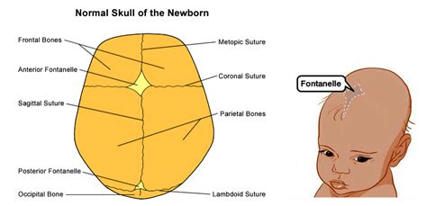 Fontanel - Mother's e-Guide