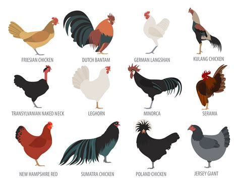 Jersey Giant Chicken Breed Guide - Know Your Chickens