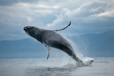 Breaching Humpback Whale, Alaska #2 by Paul Souders