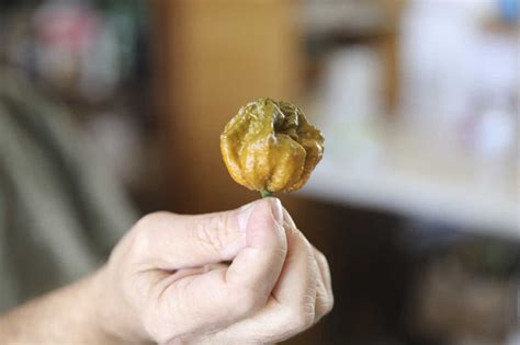 World's hottest pepper, Pepper X, is three times spicier than its ...