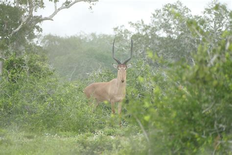 Hirola are hard to find….and worth a look | San Diego Zoo Institute for ...