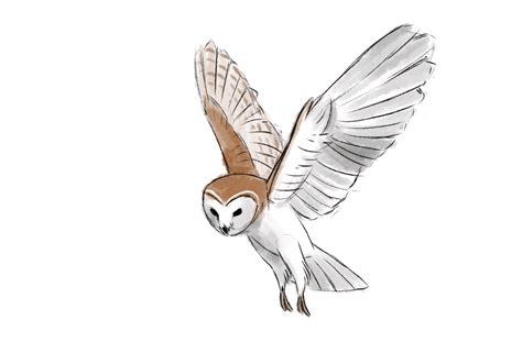 Owl flight cycle animation by tanya-buka on DeviantArt