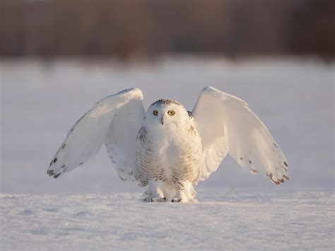 Snowy Owl Migration (Everything Explained) | Birdfact