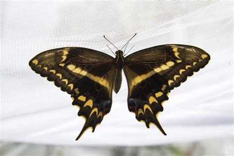 Life cycle of rare Schaus' swallowtail butterflies - CBS News