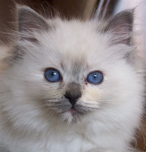 Cute Cats: Ragdoll Cute Cats