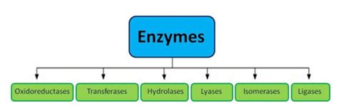 Enzymes - Structure, Classification, and Function