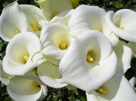 Hermosa y blanca alcatraz | Calla lilies - Alcatrazes | Pinterest | Colors