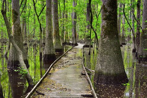 Swamp | Description, Ecology, Formation, Examples, Plants, Animals ...