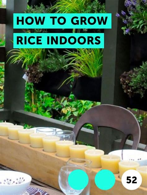 Learn How to Grow Rice Indoors | How to guides, tips and tricks ...