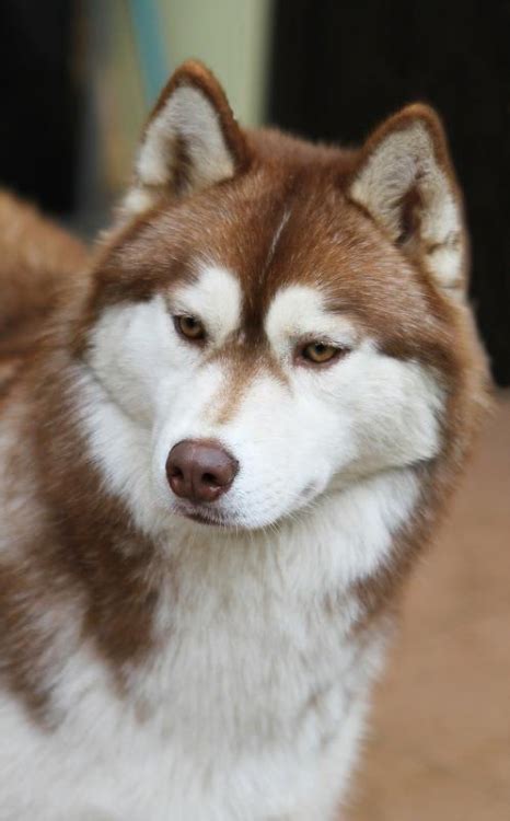 Female Red Siberian Husky | [#] Lunawsome