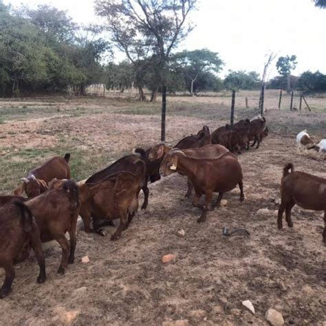 Kalahari red goats for sale - First Choice Farmers (Pty) Ltd