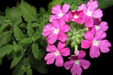 Garden verbena - advice on caring for it