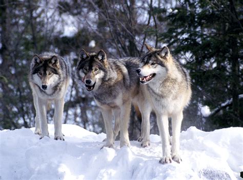 Wolf Country, the pack, body postures and social structure