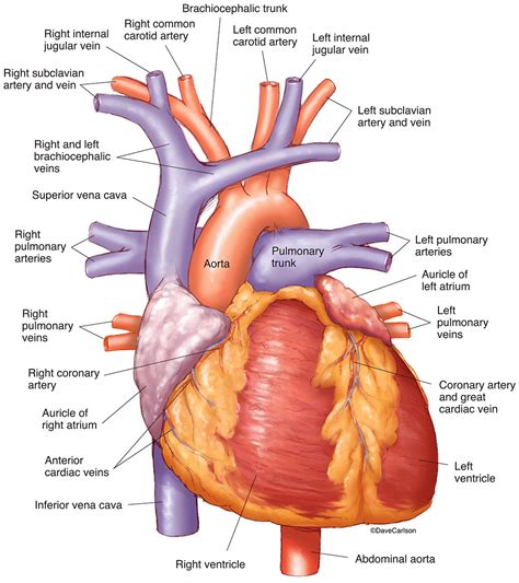 Human Heart - Anterior View | Carlson Stock Art