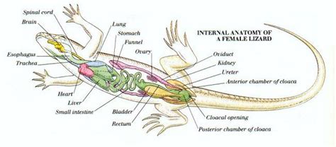 Internal Anatomy of a Female Lizard