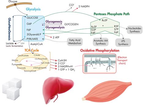 Glucose metabolism: study of pathways, enzymes and metabolites