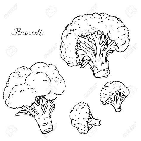 Broccoli Drawing at GetDrawings | Free download