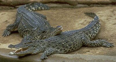 Cuban Crocodile Facts and Pictures