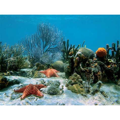 Top Fin® Coral Reef Aquarium Background, size: 48"L x 24"H | PetSmart ...