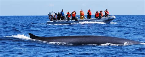 Whale Watching In The Azores Islands