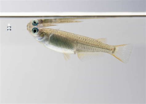 Japanese Rice Fish (Oryzias latipes): Care Guide - Fish Laboratory