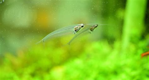 Glass Catfish: Care Guide, Varieties & Lifespan (With Pictures) | Hepper