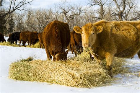 Cows Feed On Hay During Winter Stock Photography - Image: 20038972