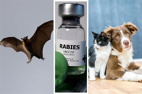 Uptick in Rabies Infected Bats Prompt Warning For Pet Owners