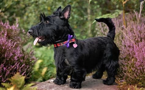 All About Scottish Terrier Dog Breed – Origin, Behavior, Trainability ...