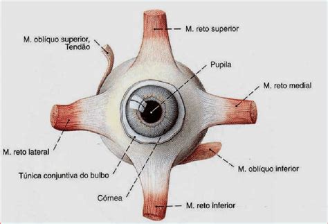 Extrinsic muscles of the eye. Source: DRAKE, R., VOGL, W.; MITCHEL, A ...