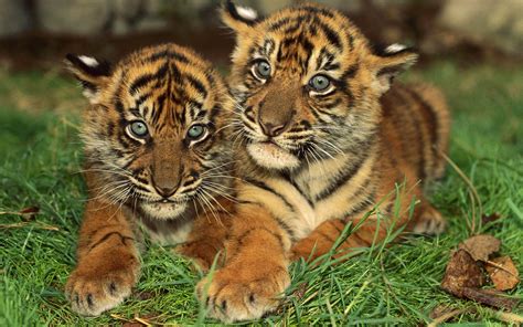 Encyclopaedia of Babies of Beautiful Wild Animals: Tiger Cubs