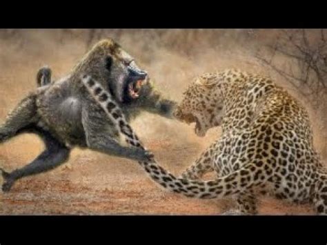 Baboon Vs Lion/Baboons Vs Leopard/Baboons Vs Hyenas/ Battle for ...