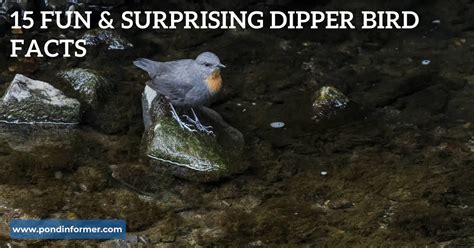 15 Fun & Surprising Dipper Bird Facts [Updated] - Pond Informer