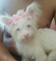 maguie yorkshire albina!!! es una preciosidaaaad! | Albino Pets | Rare ...