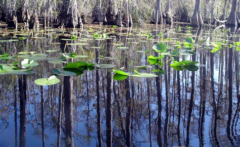 Okefenokee Swamp - spatialdrift