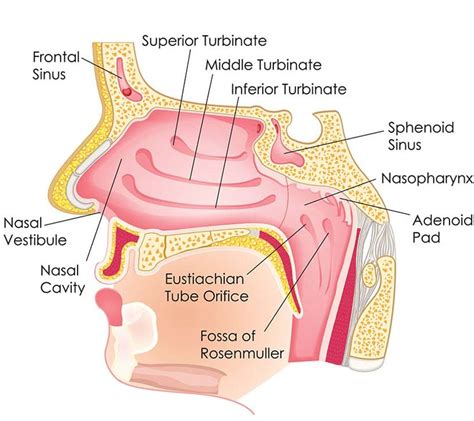 Nasal Turbinates - Sinus Surgery Center | UCI ENT | Sinus Surgery ...